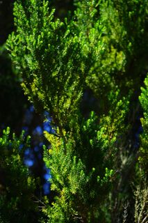 荒地，树，森林，森林，埃里卡·阿尔伯里亚，老，特内里费岛