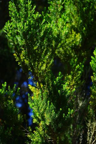 荒地，树，森林，森林，埃里卡·阿尔伯里亚，老，特内里费岛