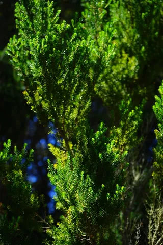 荒地，树，森林，森林，埃里卡·阿尔伯里亚，老，特内里费岛