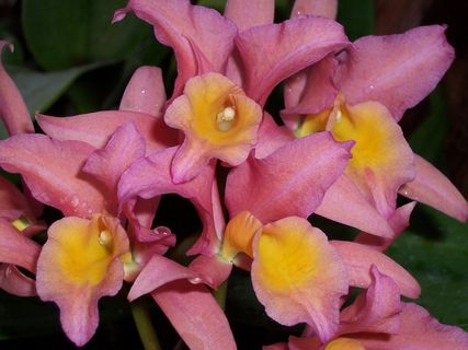 兰花，粉红色，开花，热带，粉红色的花