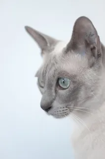 猫,异国情调,动物,猫,暹罗,纯种,品种 猫,异国情调,动物,猫,暹罗,纯种,品种