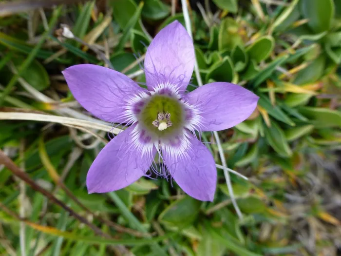 花，紫，高山，自然，公园，艺术，绿色