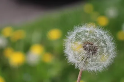 蒲公英,花,种子,植物,性质,春天,关闭 蒲公英,花,种子,植物,性质,春天,关闭
