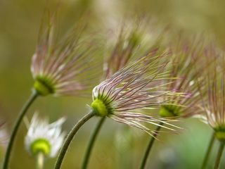 白头翁，褪色，白头翁，白头翁，春天