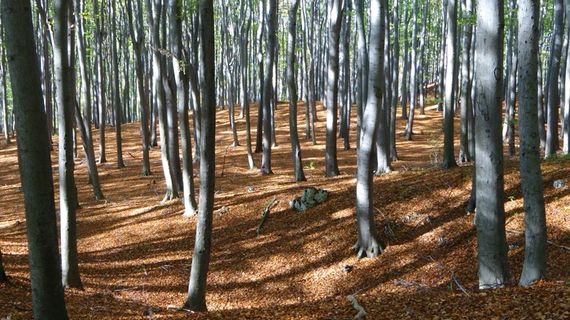 景观，树，秋天，自然