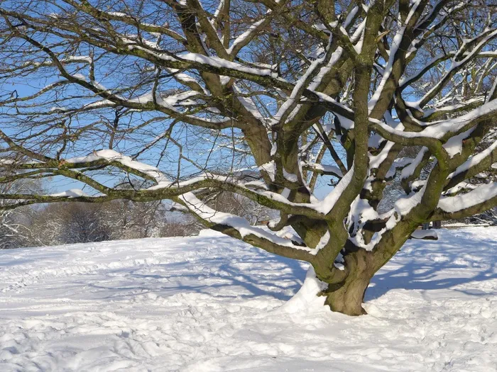 树，雪，冬季，性质，雪域，蓝色，天空，棕色