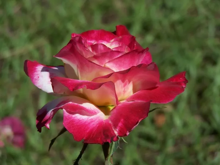 玫瑰，花瓣，花，宏，性质，粉红色，鲜花