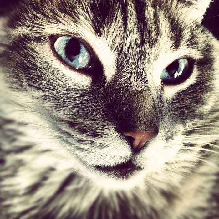 猫,美国短毛猫,眼睛,狸花猫,卡通动漫人物,小猫的有所
