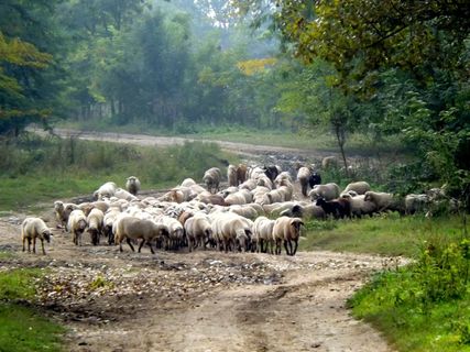 羊，羊群，宠物，自然，卡普拉