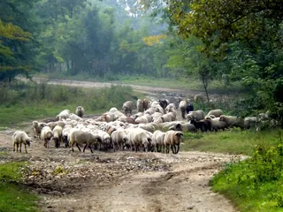 羊，羊群，宠物，自然，卡普拉