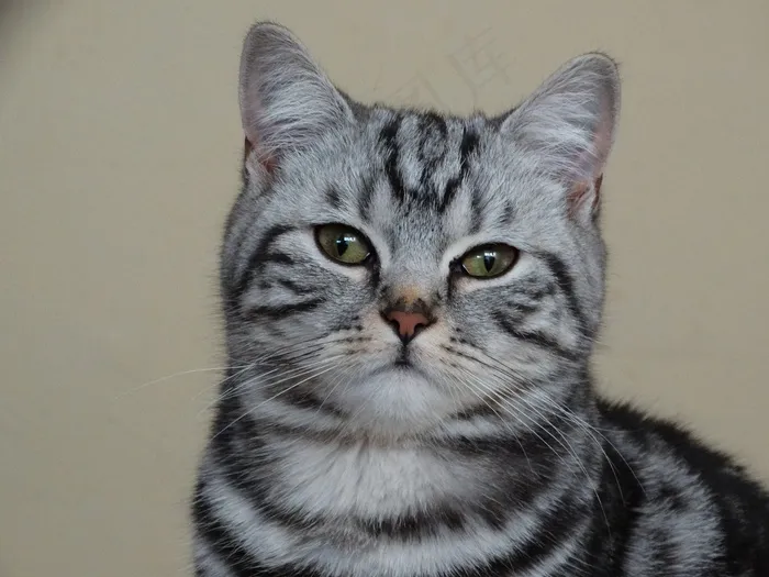 猫，英国短毛猫，家畜