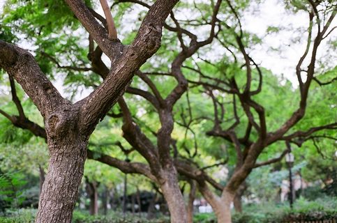 树,神木,原始森林,自然公园,树枝,公园里的树木
