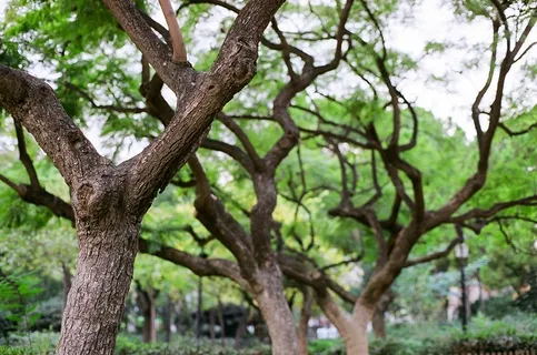 树,神木,原始森林,自然公园,树枝,公园里的树木 树,神木,原始森林,自然公园,树枝,公园里的树木