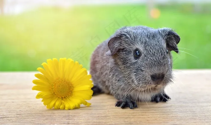 豚鼠，光滑的头发，银，黑色和白色Agouti