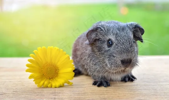 豚鼠,光滑的头发,银,黑色和白色Agouti 豚鼠,光滑的头发,银,黑色和白色Agouti