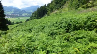 阿尔高，城堡山，草地，蕨类