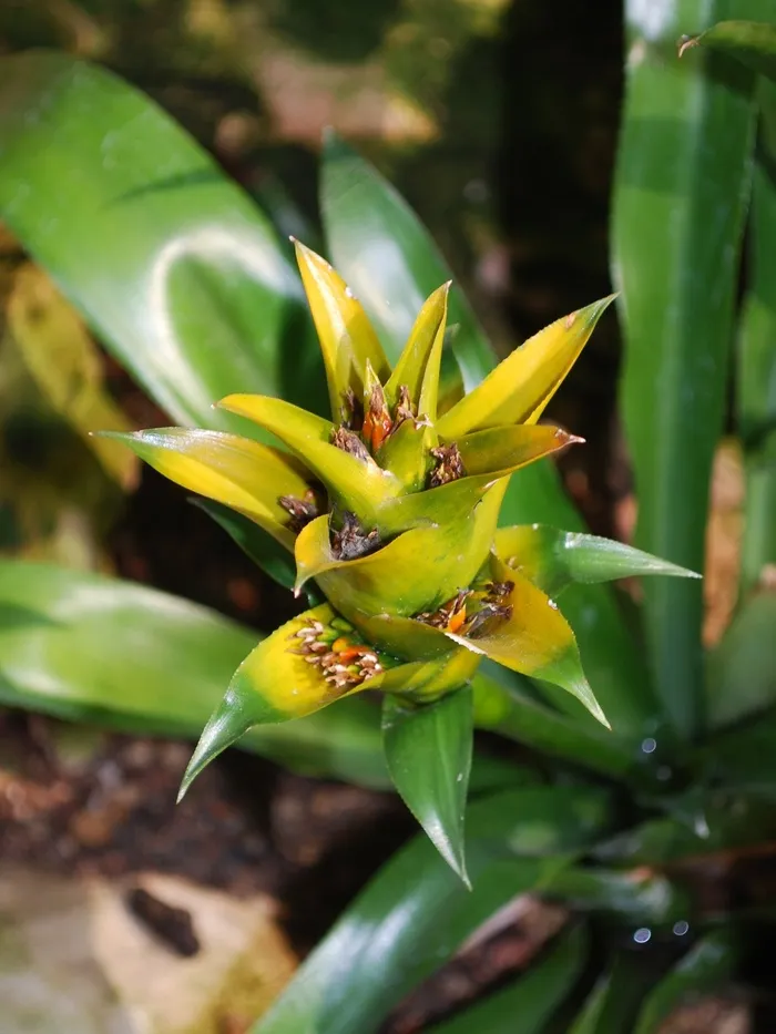花，野花，花园，自然，花的，植物
