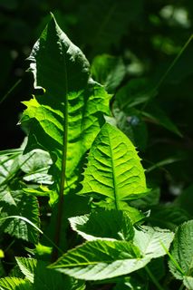 蒲公英,叶子,绿色,闪耀,绿色阴影 蒲公英,叶子,绿色,闪耀,绿色阴影