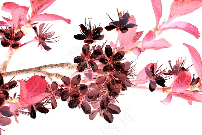 开花的小树枝，鲜花，开花，改变，日本