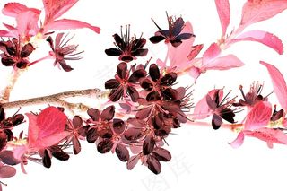 开花的小树枝，鲜花，开花，改变，日本