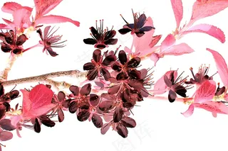 开花的小树枝，鲜花，开花，改变，日本