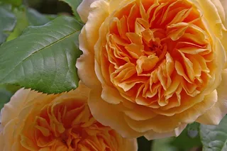 玫瑰，格雷厄姆·托马斯，英国玫瑰，玫瑰品种，花园