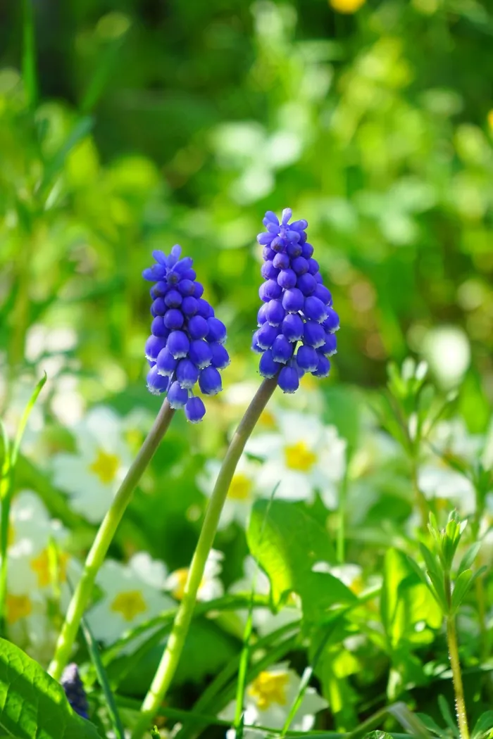 穆斯卡里，开花，花，蓝色，春