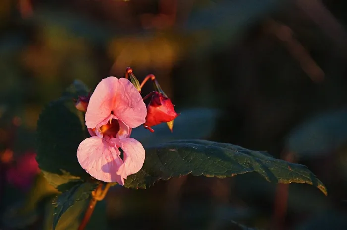 森林，花，森林花，土壤植物，粉红色，红色
