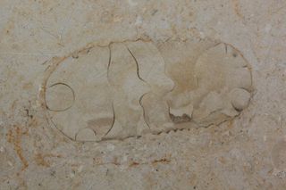 石化，化石兽，化石