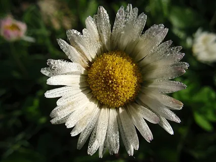 花,雏菊,鲜花,性质,秋季 花,雏菊,鲜花,性质,秋季