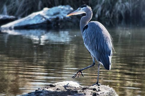 鸟，鹭，和平，野生动物