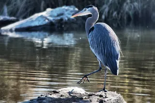 鸟，鹭，和平，野生动物