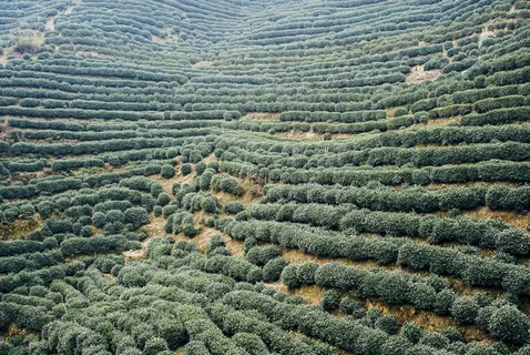 龙脊梯田,茶地,茶叶,茶叶树,茶山,茶园的前景图