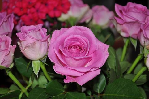 玫瑰，花，玫瑰，花园，鲜花