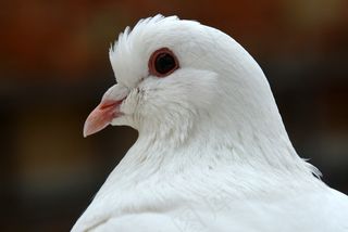 鸽子，鸟，鸟类，动物，性质，关闭，全身羽毛