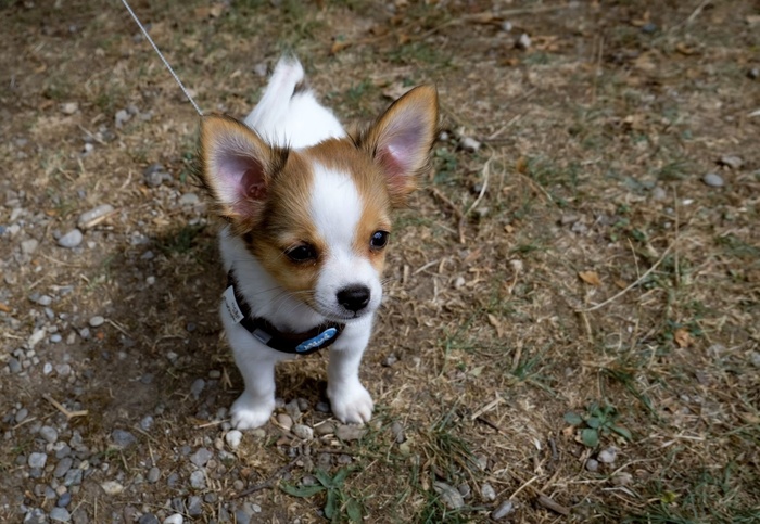 狗，小狗，宠物，野生动物摄影