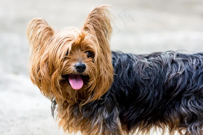 约克夏犬，狗，小狗