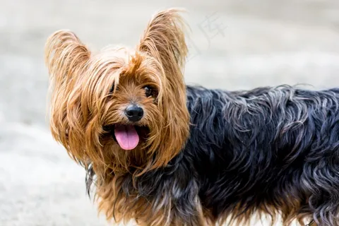 约克夏犬,狗,小狗 约克夏犬,狗,小狗