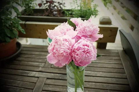 粉色，花朵，花瓶