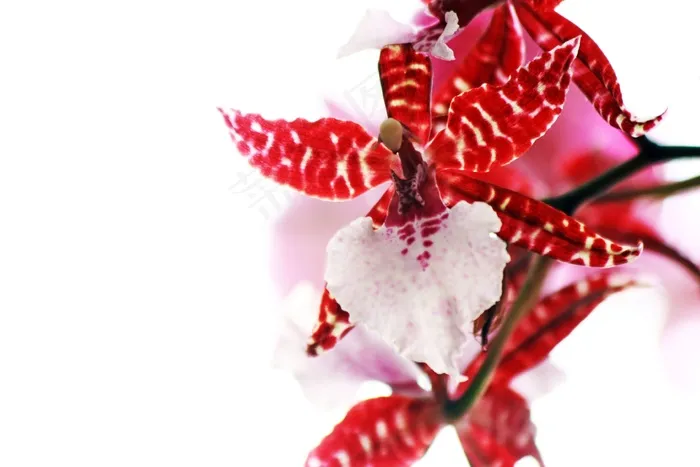 红色，粉色，兰花，花，白色，温柔，花瓣
