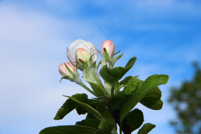 春天，开花，天空