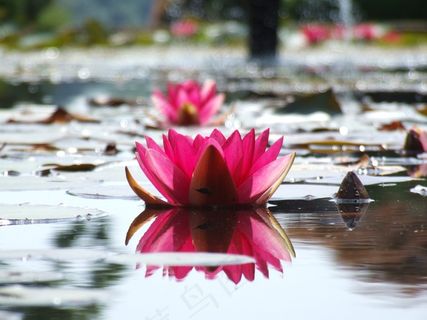 睡莲,池塘,粉红色,水,花,百合,性质 睡莲,池塘,粉红色,水,花,百合,性质