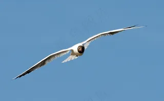 鸥，飞行，鸟，飞