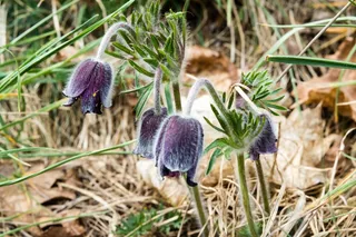 花，春天，自然，草