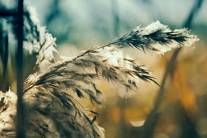 植物，冰，冻结，冬天，冷，自然，季节