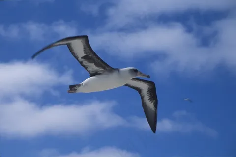 Laysan信天翁，海鸟，鸟，飞行，飞行，夏威夷