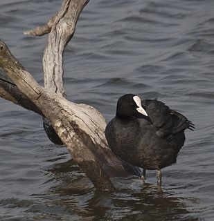 欧亚老傻瓜，鸟，自然，水，湖泊，池塘，动物