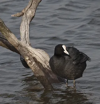 欧亚老傻瓜，鸟，自然，水，湖泊，池塘，动物