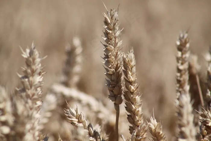 粮食，鲍尔，谷物，收获，小麦，玉米田