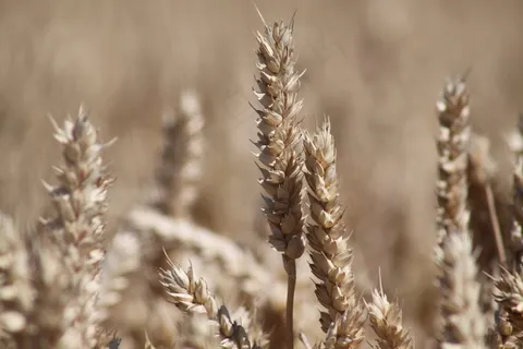 粮食，鲍尔，谷物，收获，小麦，玉米田